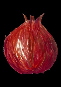 Studio Biancospino Logo